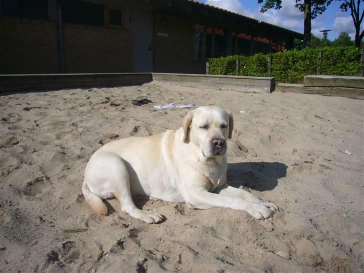 Hunde billeder billede 99