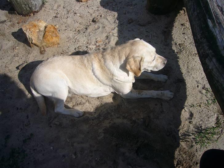 Hunde billeder billede 100