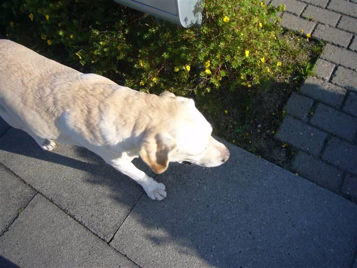 Hunde billeder billede 104