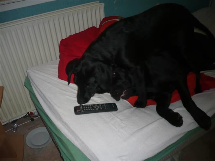 Hunde billeder billede 110