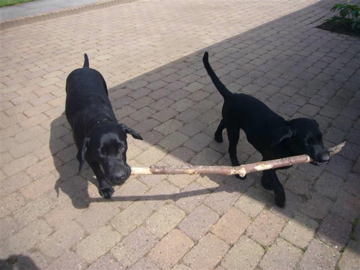 Hunde billeder billede 111