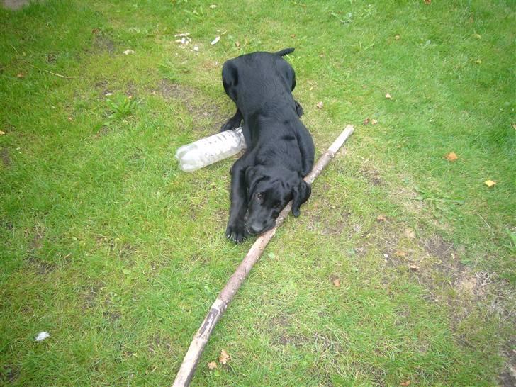 Hunde billeder billede 112