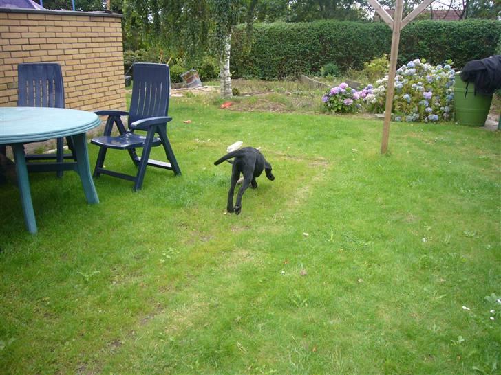 Hunde billeder billede 113