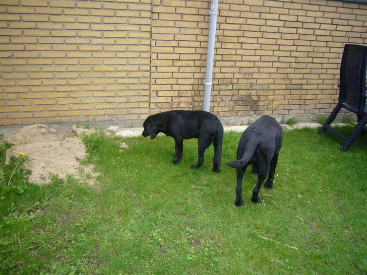 Hunde billeder billede 114