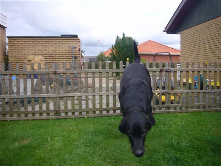 Hunde billeder billede 115