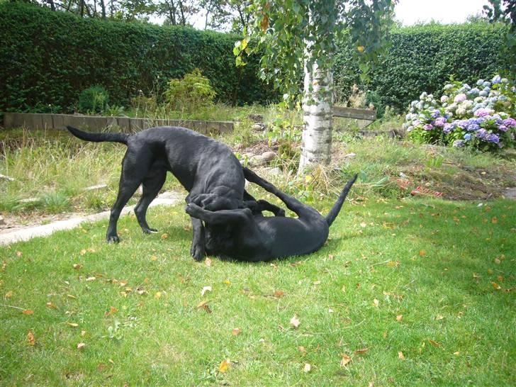 Hunde billeder billede 116