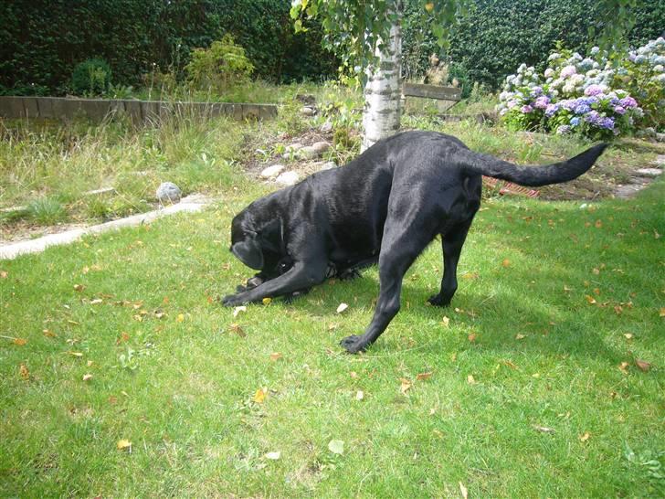 Hunde billeder billede 117