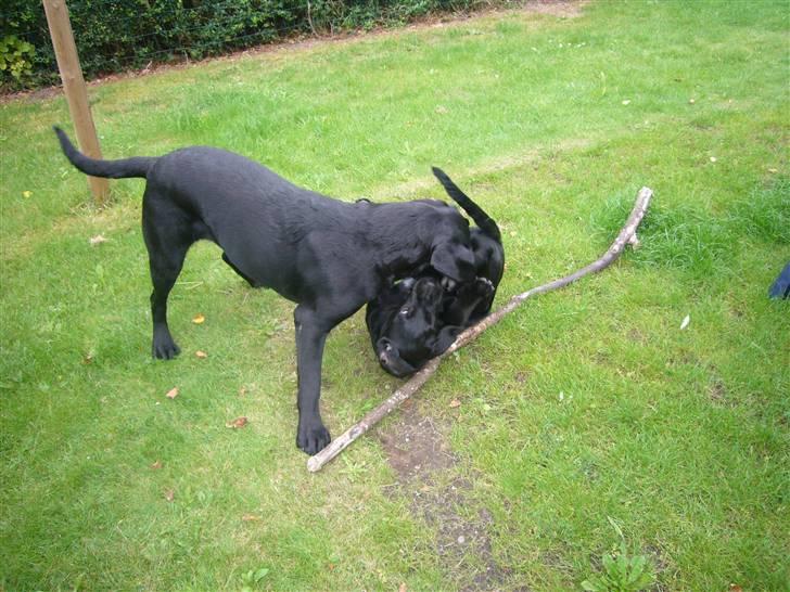 Hunde billeder billede 118