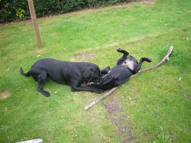 Hunde billeder billede 119