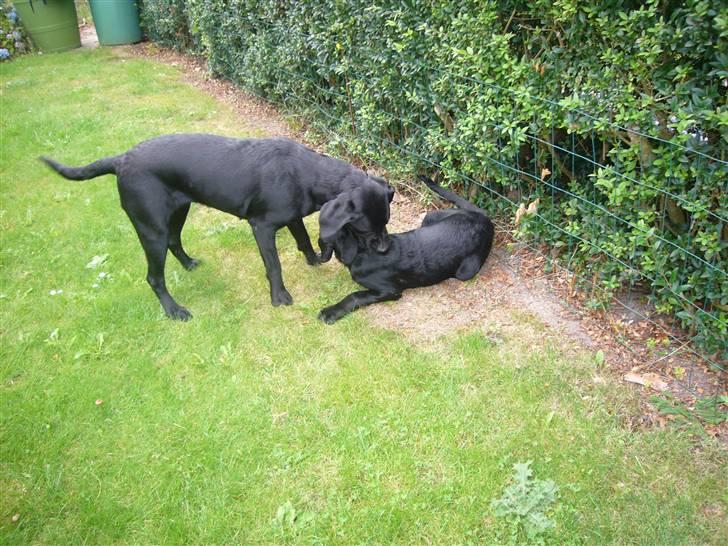 Hunde billeder billede 120