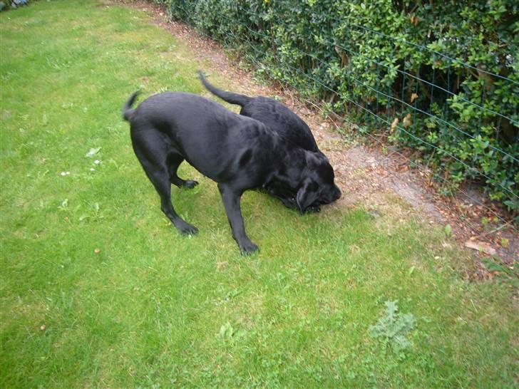 Hunde billeder billede 121