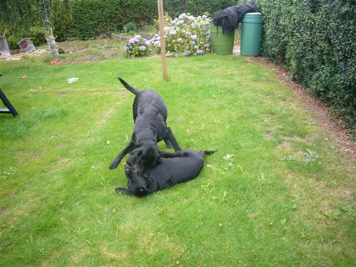 Hunde billeder billede 122