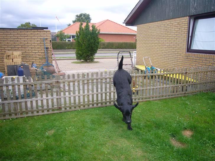 Hunde billeder billede 123