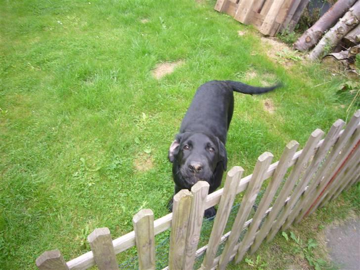 Hunde billeder billede 124