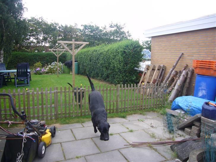 Hunde billeder billede 125