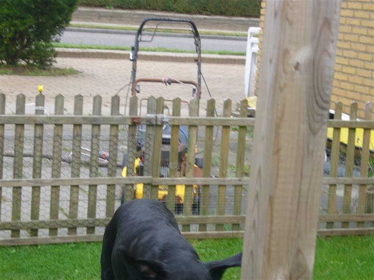 Hunde billeder billede 126