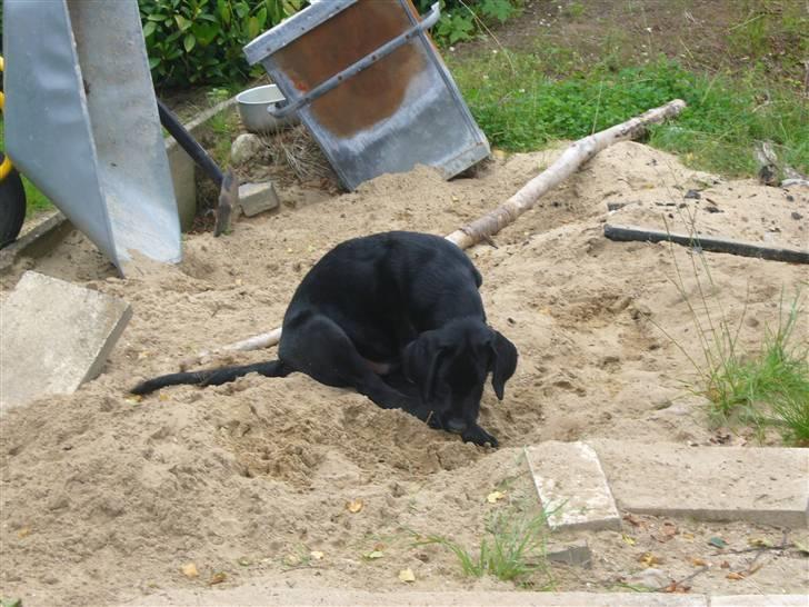 Hunde billeder billede 127