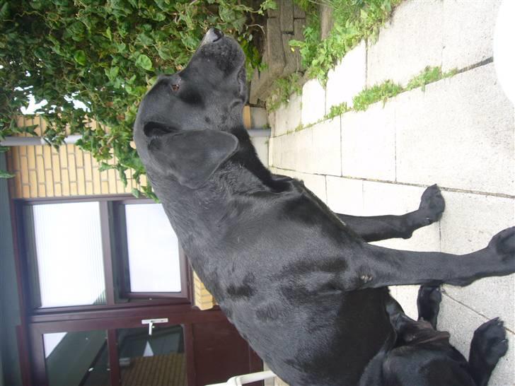 Hunde billeder billede 128