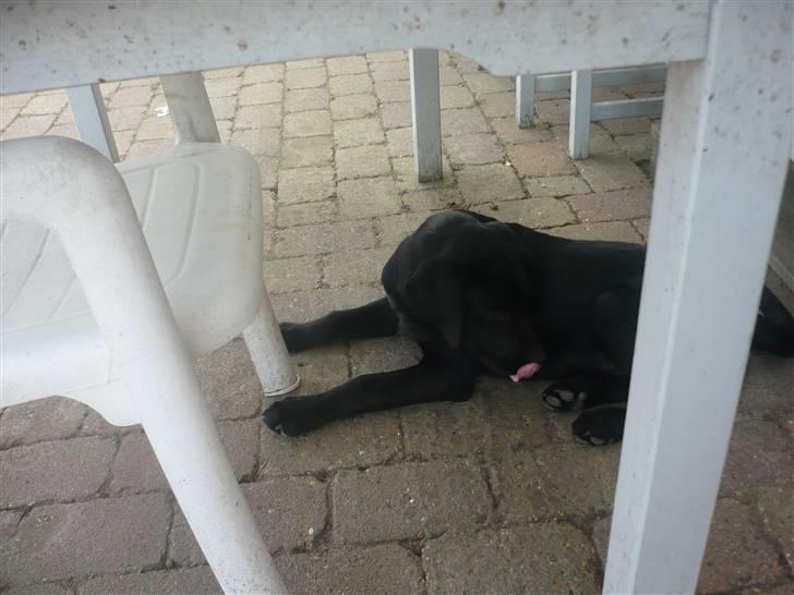 Hunde billeder billede 129