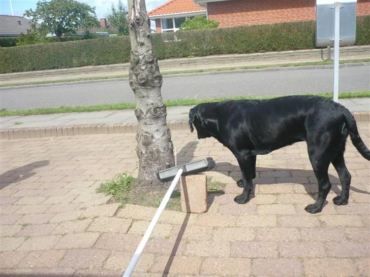 Hunde billeder billede 130