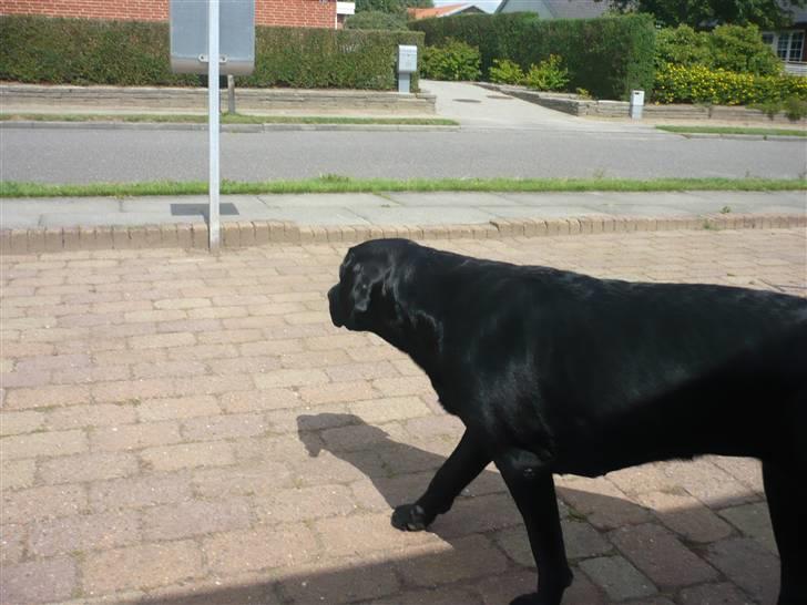 Hunde billeder billede 131