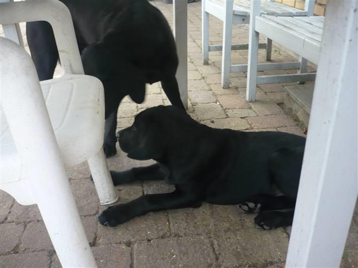 Hunde billeder billede 132