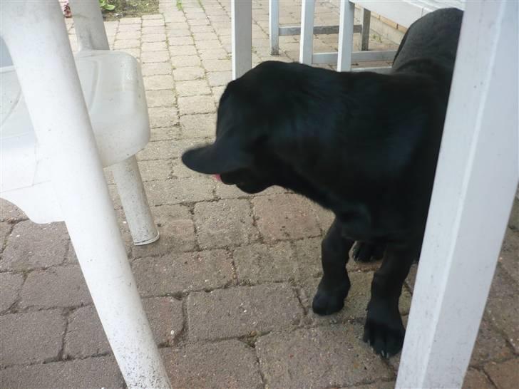 Hunde billeder billede 133