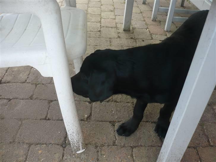 Hunde billeder billede 134