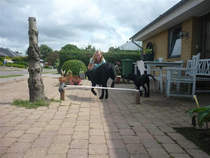 Hunde billeder billede 135