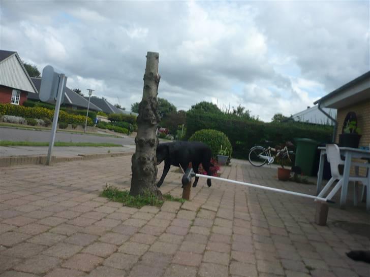 Hunde billeder billede 136