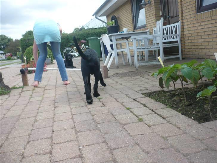 Hunde billeder billede 137