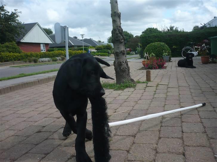 Hunde billeder billede 138