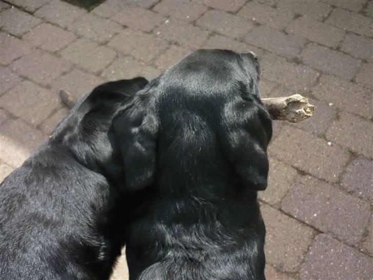 Hunde billeder billede 139