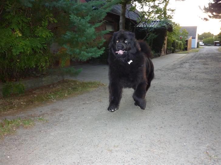 Møffe i hopla  - Møffe er en meget farlig hurtig løbende newfer billede 1