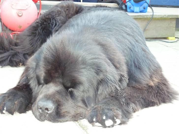 Møffe i hopla  - Okay ,lige en slapper billede 2