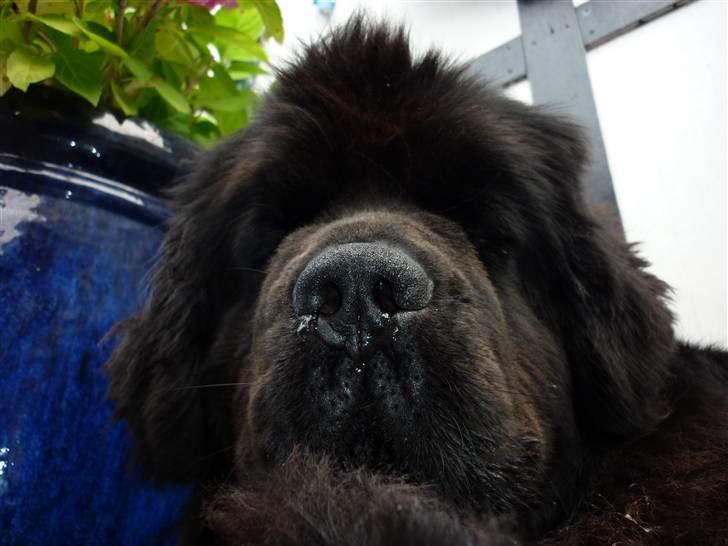 Møffe i hopla  - Møffe ligger igen og tager en slapper billede 4