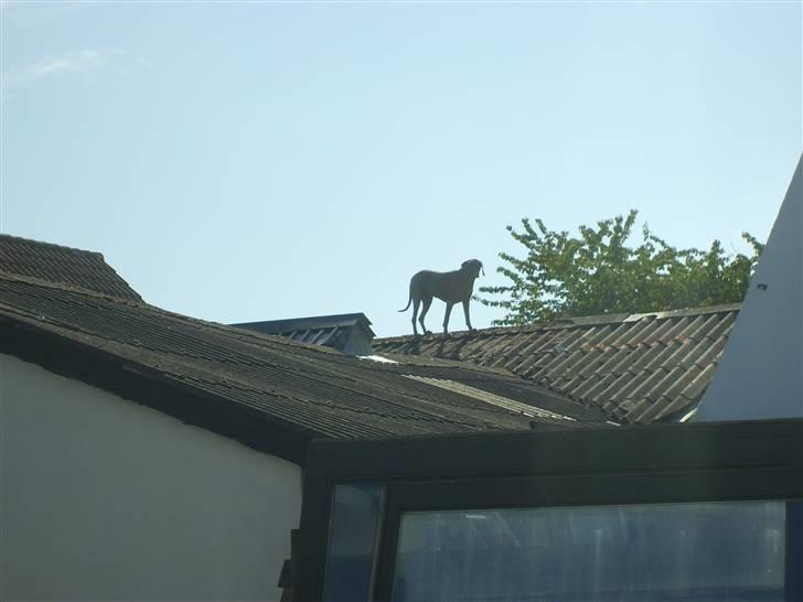 Møffe i hopla  - Min nabo der lige tager på en spring tur over taget billede 5