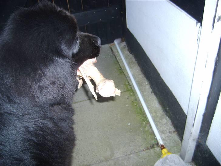 Møffe i hopla  - Her var jeg heldig ,da jeg fik et stort ben af naboen billede 6