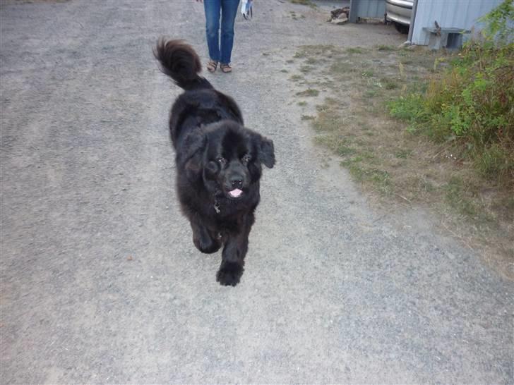 Møffe i hopla  billede 7