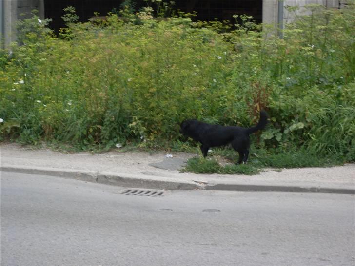 Ferie i Bosnien og kroatien - En af mange hunde i Bosnien billede 17