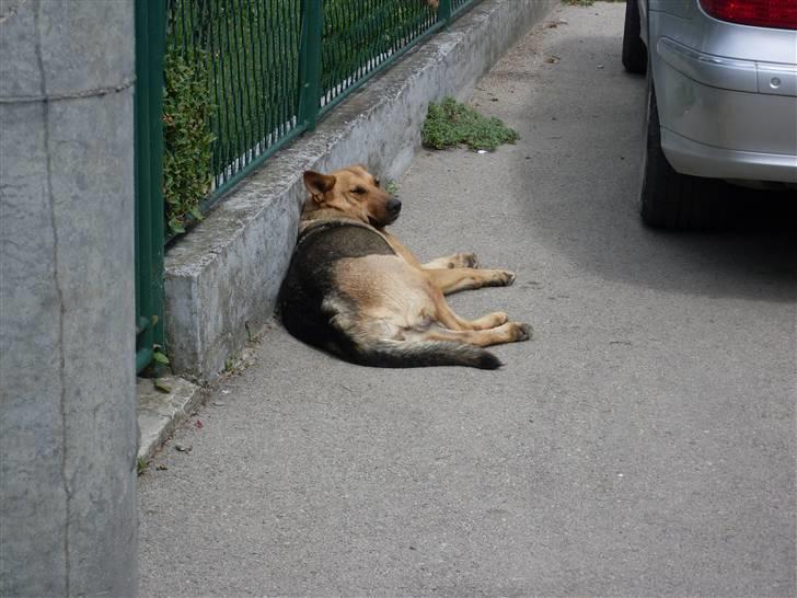 Ferie i Bosnien og kroatien - Hun var gravid :/ billede 18
