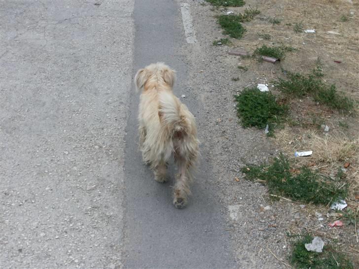 Ferie i Bosnien og kroatien - Lille Tøffe (fordi han tøffede bare rundt), fulgte efter os :D billede 19