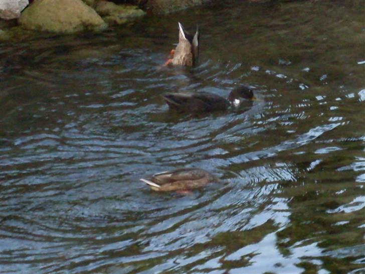 Ferie i Bosnien og kroatien - Duck but ;) billede 22