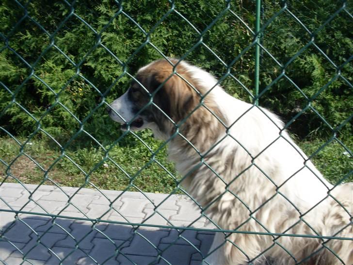 Ferie i Bosnien og kroatien - Kæmpe hund der gik rundt ved de tennisbaner vi spillede på billede 42