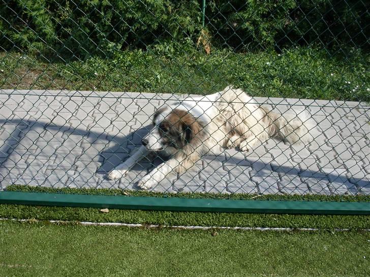 Ferie i Bosnien og kroatien billede 43