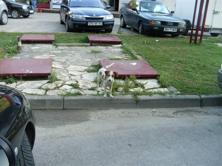 Ferie i Bosnien og kroatien - Endnu en legesyg lille vovse :) billede 46