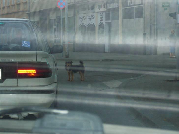 Ferie i Bosnien og kroatien - Det var tæt på den hund var blevet kørt ned :/ billede 49