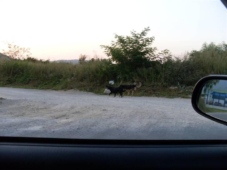 Ferie i Bosnien og kroatien - Medlemmer af en hel lille hundefamilie vi så i Bosnien billede 50