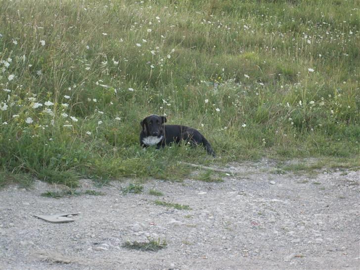 Ferie i Bosnien og kroatien - Medlem af en hel lille hundefamilie vi så i Bosnien billede 51
