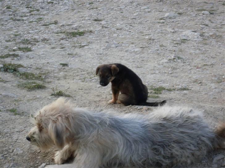 Ferie i Bosnien og kroatien - Medlemmer af en hel lille hundefamilie vi så i Bosnien billede 52
